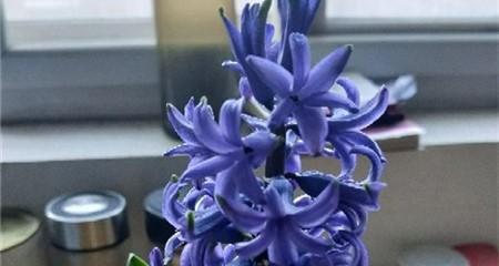 风信子花期多长时间（探究风信子花期的时长及影响因素）
