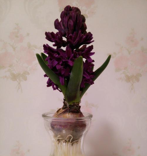 风信子花期及生长特点（花期多长）