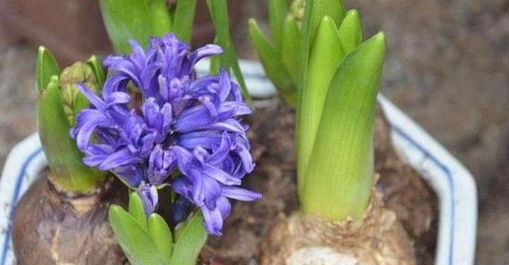 风信子花期及生长特点（花期多长）