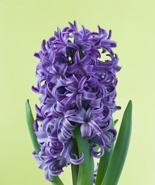 风信子花的多彩世界（探秘风信子花的颜色世界）