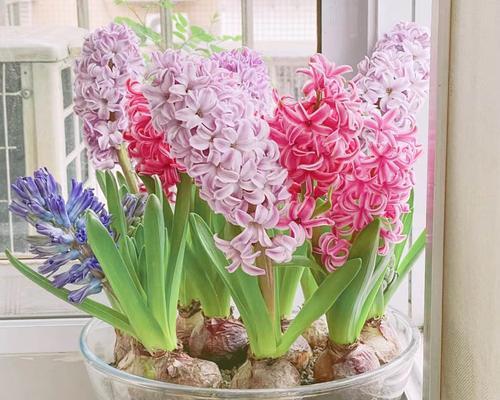 风信子花的多彩世界（探秘风信子花的颜色世界）