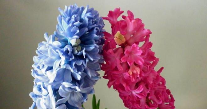 风信子花香有毒性吗（探究风信子毒性对人体的影响）
