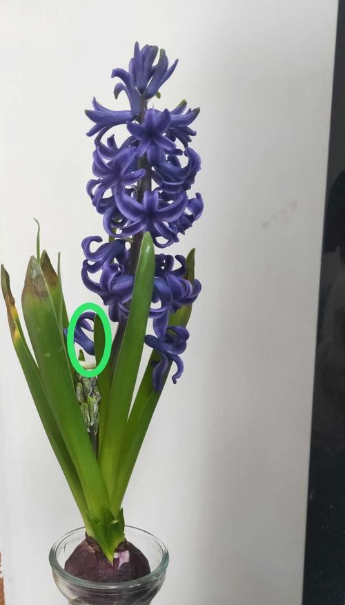 风信子花谢后的养护方法（让花期更长）
