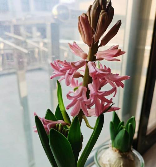 风信子的开花过程（了解风信子的生长与繁殖）