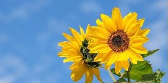 向阳花（以向阳花的花语探寻人生的意义）
