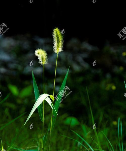 小草的坚韧生命力和奋斗精神（用小草勾勒人生价值）
