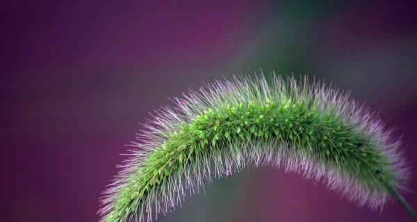 小草的坚韧生命力和奋斗精神（用小草勾勒人生价值）