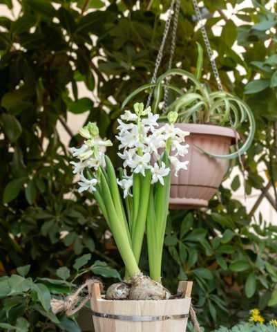 风信子开花有毒吗（了解风信子毒性和养殖技巧）