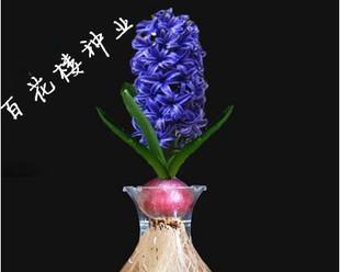 土养风信子的技巧与注意事项（打造居家花园）