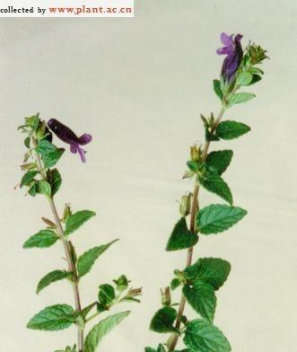 玄参科植物的共性特征解析（探秘玄参科植物的形态）
