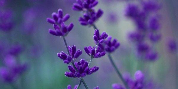 熏衣草花语与寓意（传递宁静和平和的力量）