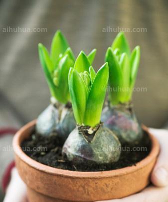 风信子的种植方法和注意事项（从土壤到日常护理）
