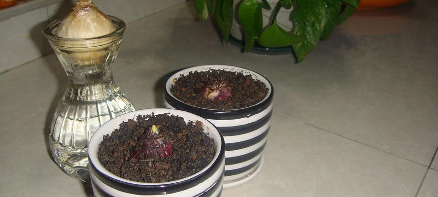风信子的种植方法和注意事项（从土壤到日常护理）