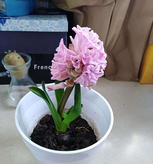拯救风信子叶子，从腐烂抵抗开始