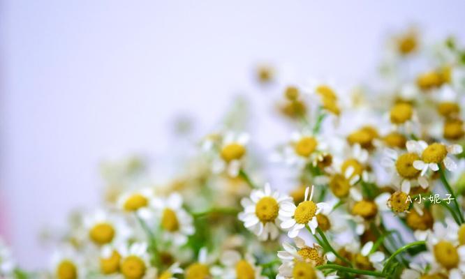 洋甘菊的花语与寓意（探寻洋甘菊的花语及象征意义）