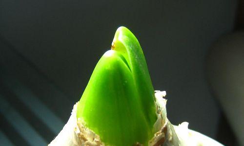 风信子的适温度探秘（风信子是怕冷还是怕热）