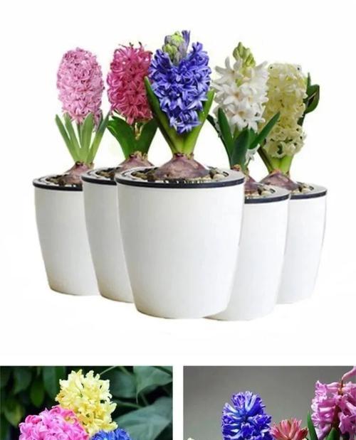 春季种植风信子（打造美丽花园）