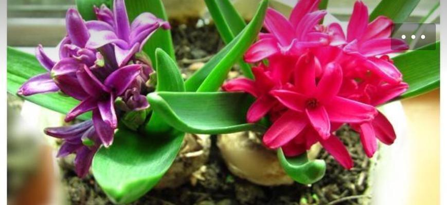 风信子——多年生的花卉（探究风信子的生命周期及栽培技巧）