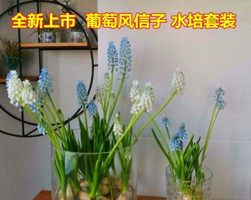 风信子的生命力（探寻风信子的多年生生长之路）