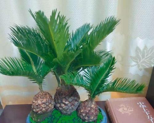 宜宾市花黄桷兰的象征意义（品味黄桷兰的自然之美与文化底蕴）