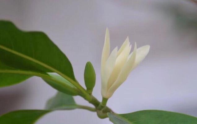 宜宾市花黄桷兰的象征意义（品味黄桷兰的自然之美与文化底蕴）