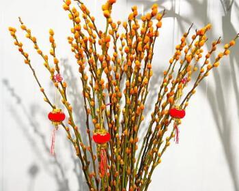 银柳花语与寓意（银柳的美丽姿态和深刻意义）