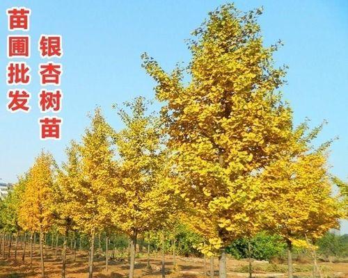 银杏树（探寻银杏树的象征意义与神秘力量）