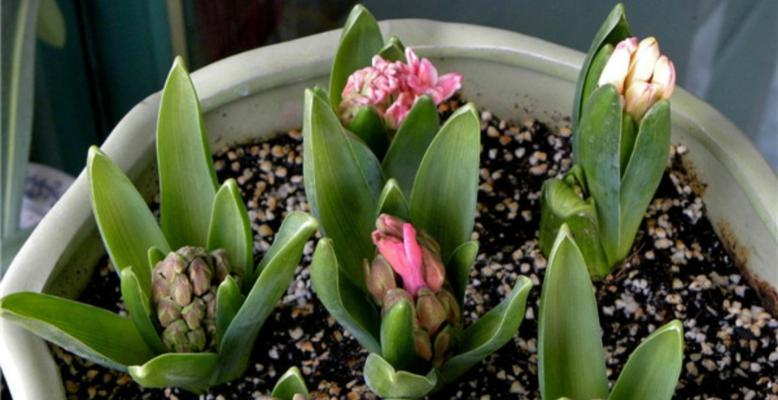 风信子——春天的芳香之美（探寻风信子的品种）