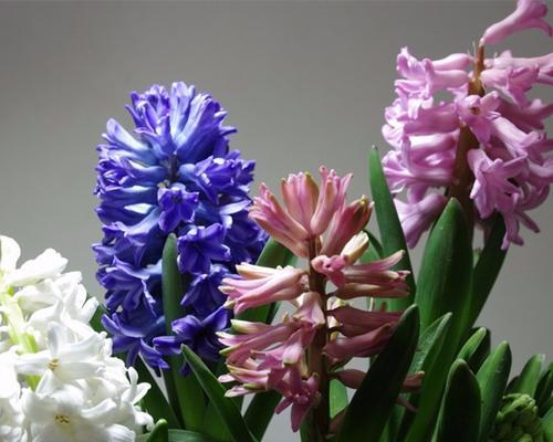 风信子——春天的芳香之美（探寻风信子的品种）