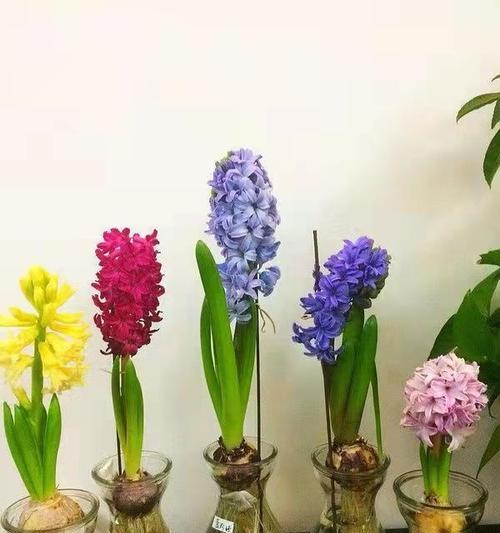 风信子养护指南（如何让风信子在家里养得健康茁壮）