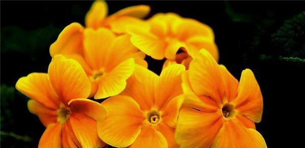 花言葳蕤，情语流芳（以花语代表你的花）