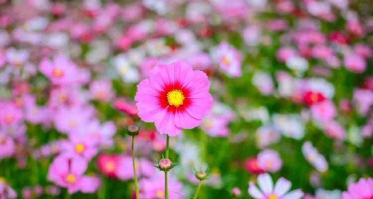 重逢花语是重逢的花（深入探索不同花朵的花语）