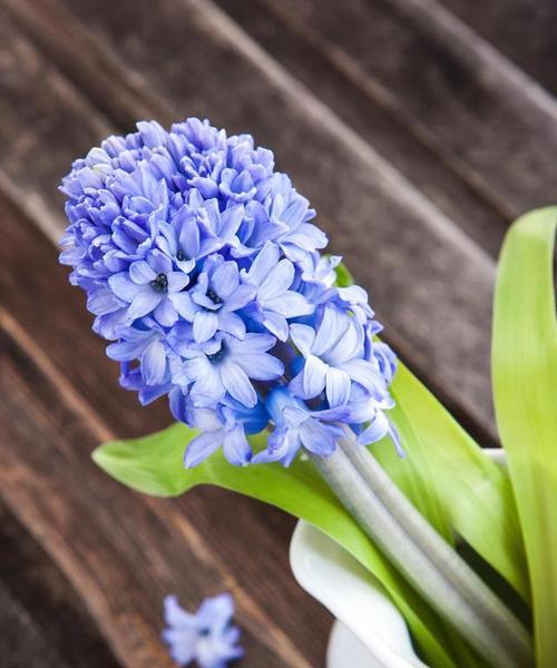 风信子一年开几次花（了解风信子的花期和养护技巧）