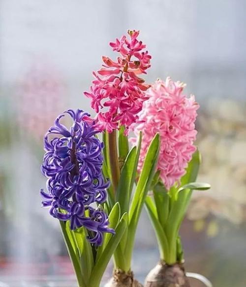 风信子一年开几次花（了解风信子的花期和养护技巧）