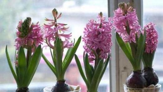 风信子一年开几次花（了解风信子的花期和养护技巧）