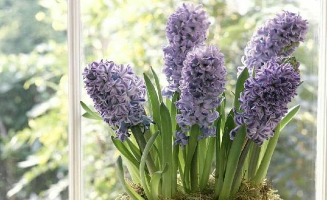 缤纷风信子的花海盛宴（探寻风信子花色之美）