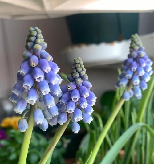 缤纷风信子的花海盛宴（探寻风信子花色之美）