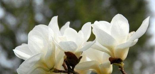 玉兰花开的寓意与预兆（玉兰一年开几次花的意义及象征）
