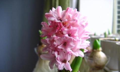 如何种植风信子（栽种时间和方法详解）
