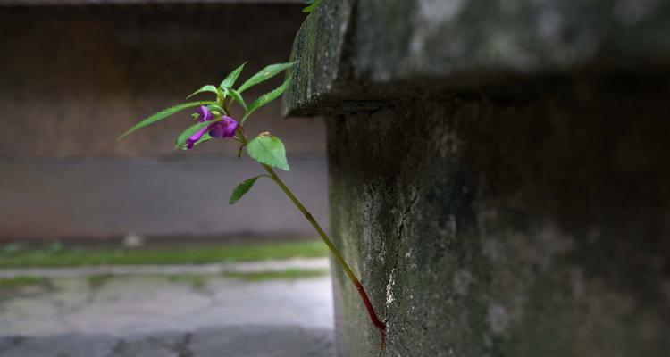 生命的力量（探寻植物世界中的坚毅与勇气）