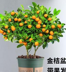 招财寓意植物大揭秘（探索植物中的财富能量）