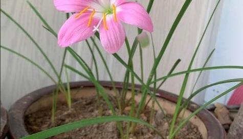 风雨兰不开花的原因（探究风雨兰不开花的原因及其解决方法）