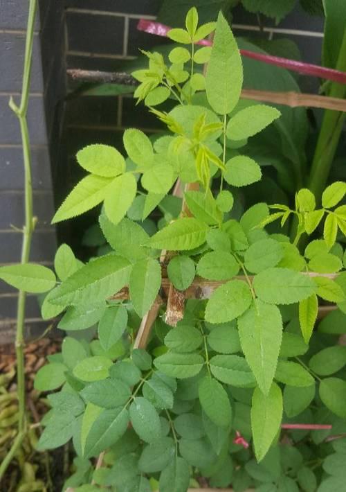 风雨兰不开花的原因（探究风雨兰不开花的原因及其解决方法）
