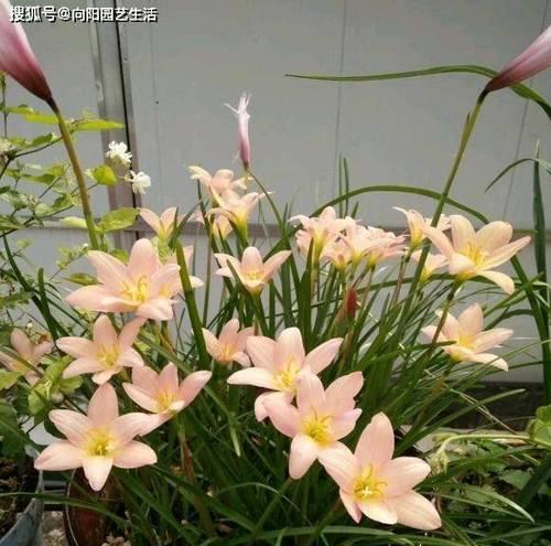 风雨兰不开花的原因与解决方法（探究影响风雨兰开花的因素和提高开花率的技巧）