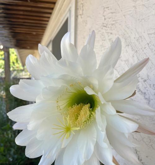 仙人掌花品种的意义与特点（探索仙人掌花的美丽和多样性）