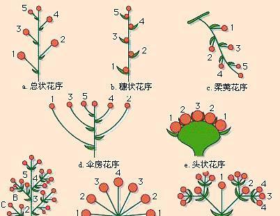 风雨兰的催花方法与技巧（打造娇艳芳香的风雨兰）