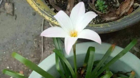 风雨兰的催花方法与技巧（打造娇艳芳香的风雨兰）