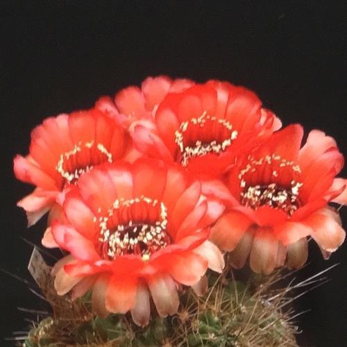 仙人掌花语的意义与传承（解读仙人掌花语的深层含义及文化传承）