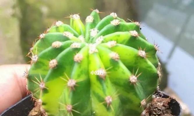 仙人掌花语的意义与传承（解读仙人掌花语的深层含义及文化传承）