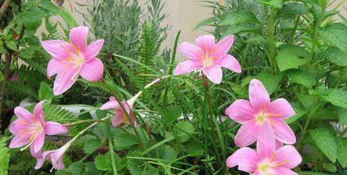 风雨兰的花期和品种特点（探秘风雨兰的美丽和神秘）